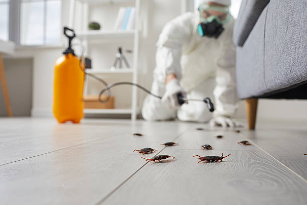 Post-Treatment Bed Bug Interceptor Monitoring in Woodland Heights